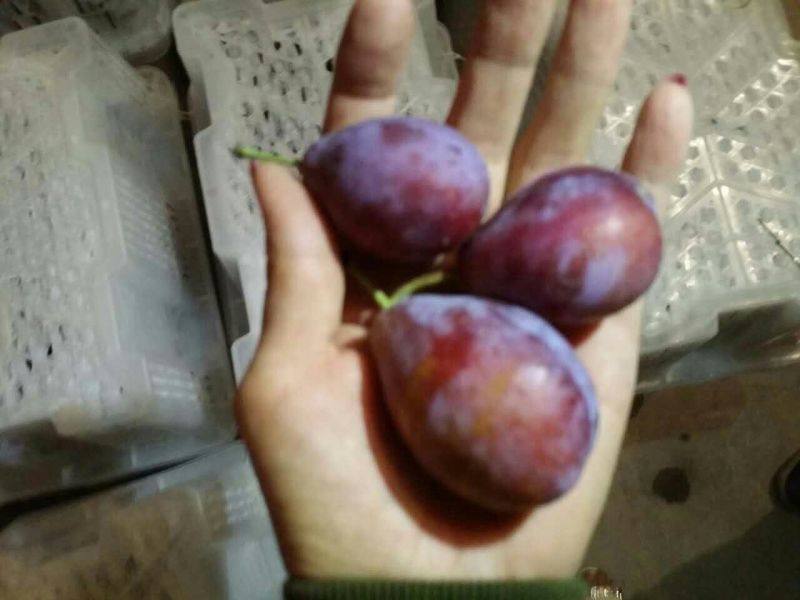 西梅法兰西西梅