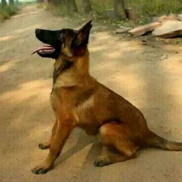 牧羊犬公成年
