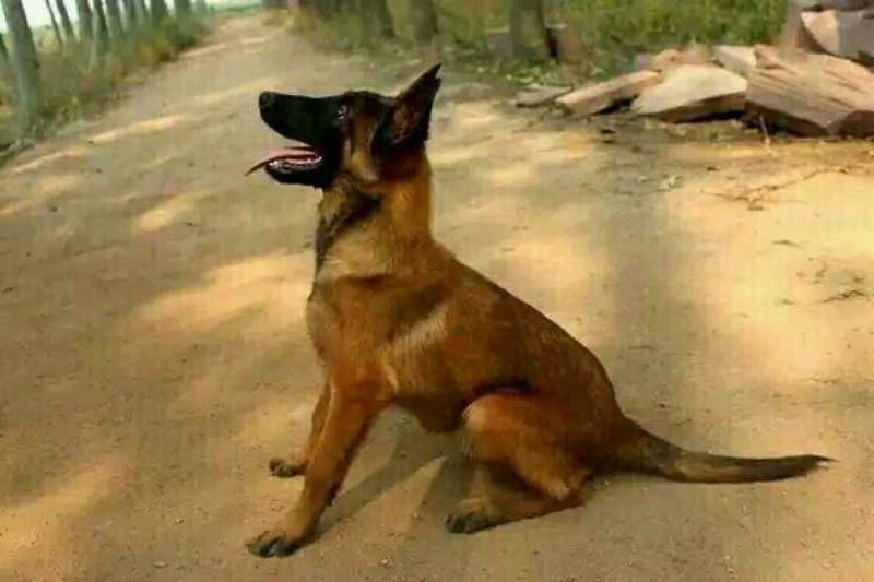 牧羊犬公成年
