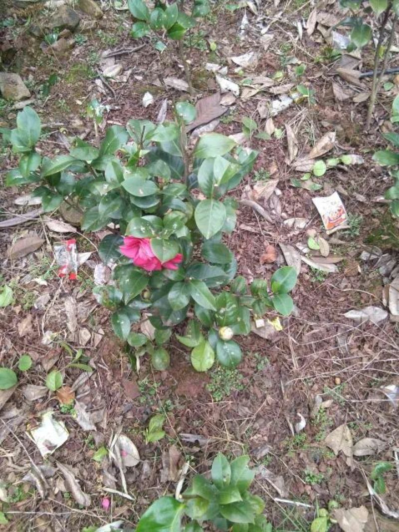 七芯茶花