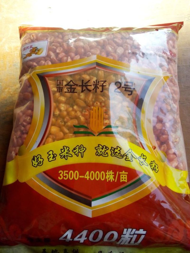 玉米种子
