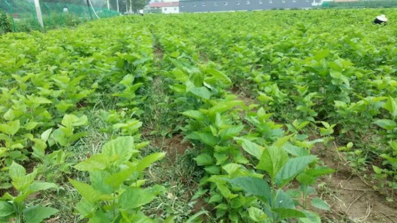 桑树苗50cm