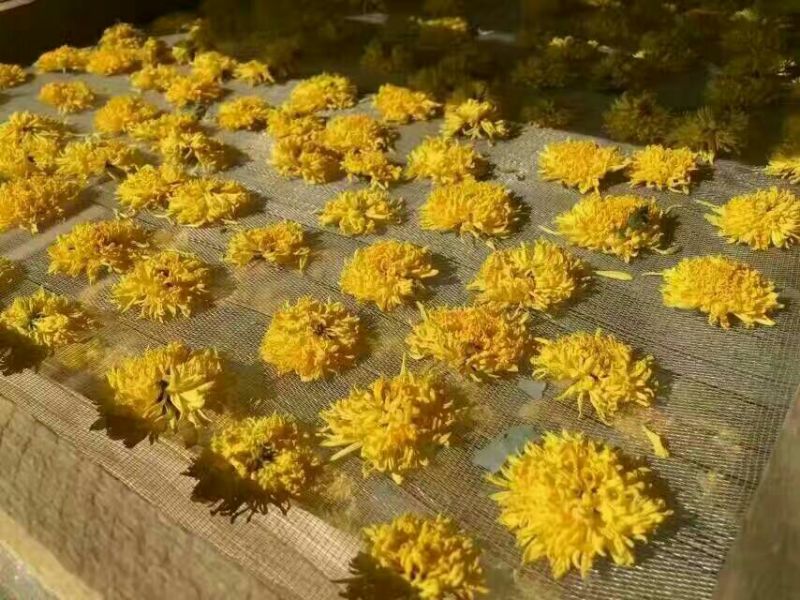 皇菊茶特级