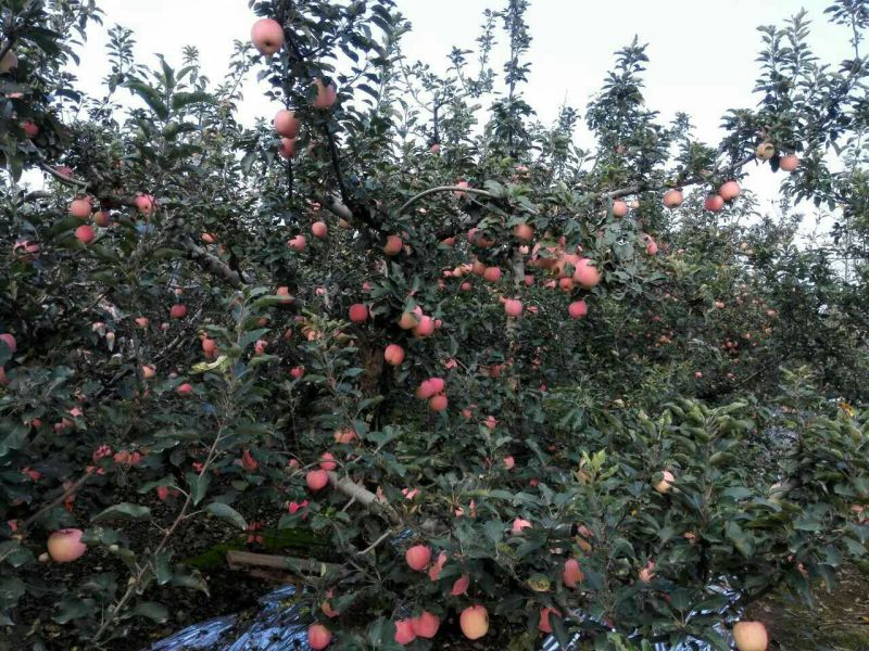 红富士苹果80mm以上膜袋