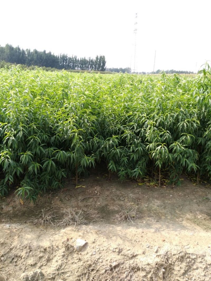 突围桃树苗80cm以上