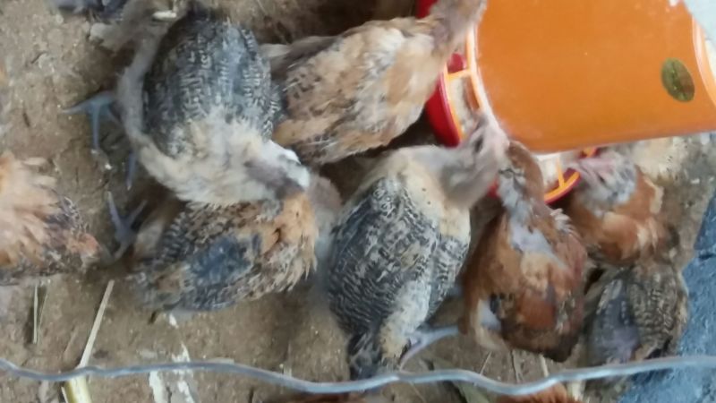麻鸡苗500克以上脱温苗