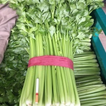 西芹50cm以上！大量上市长期合作要量大私聊支持发货