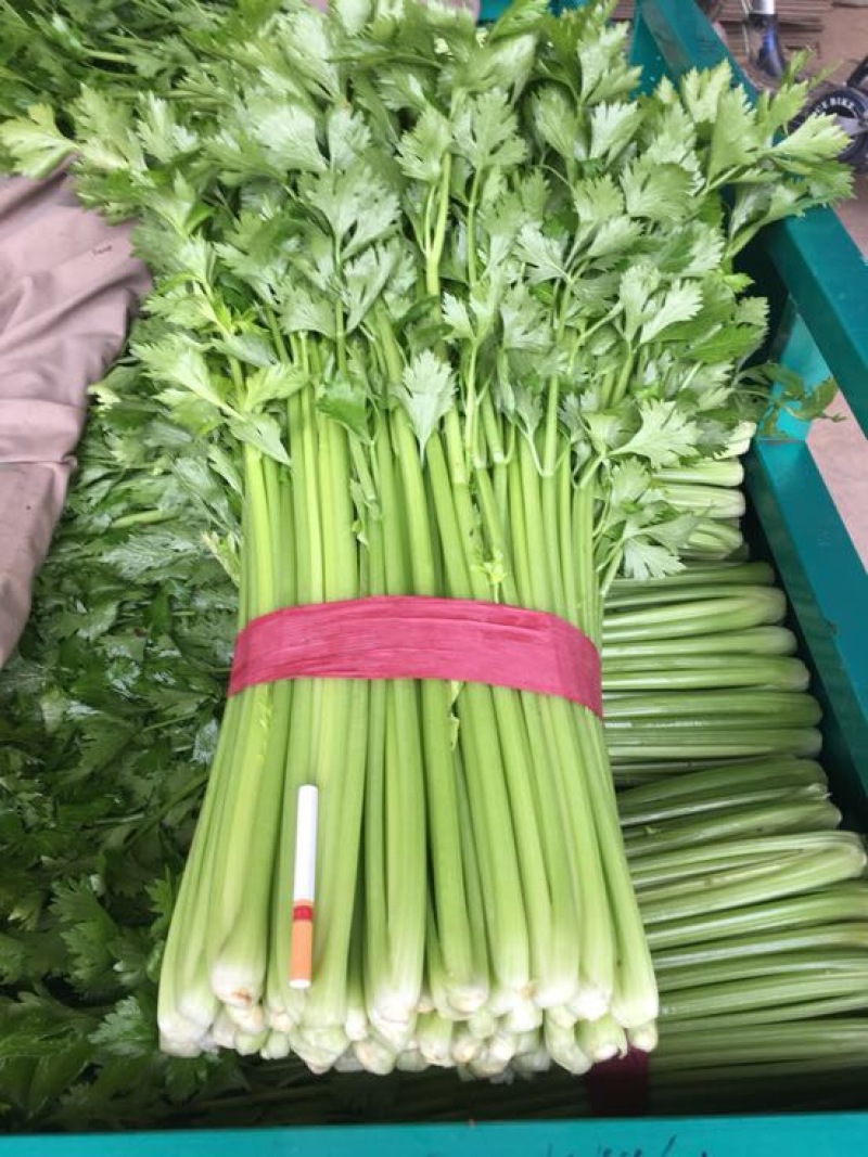 西芹50cm以上！大量上市长期合作要量大私聊支持发货