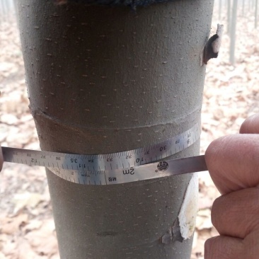 法桐树10~12cm8~10cm3.5~4米2~3米