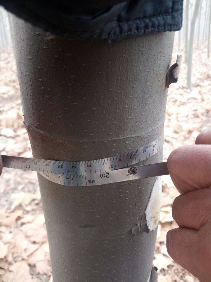 法桐树10~12cm8~10cm3.5~4米2~3米