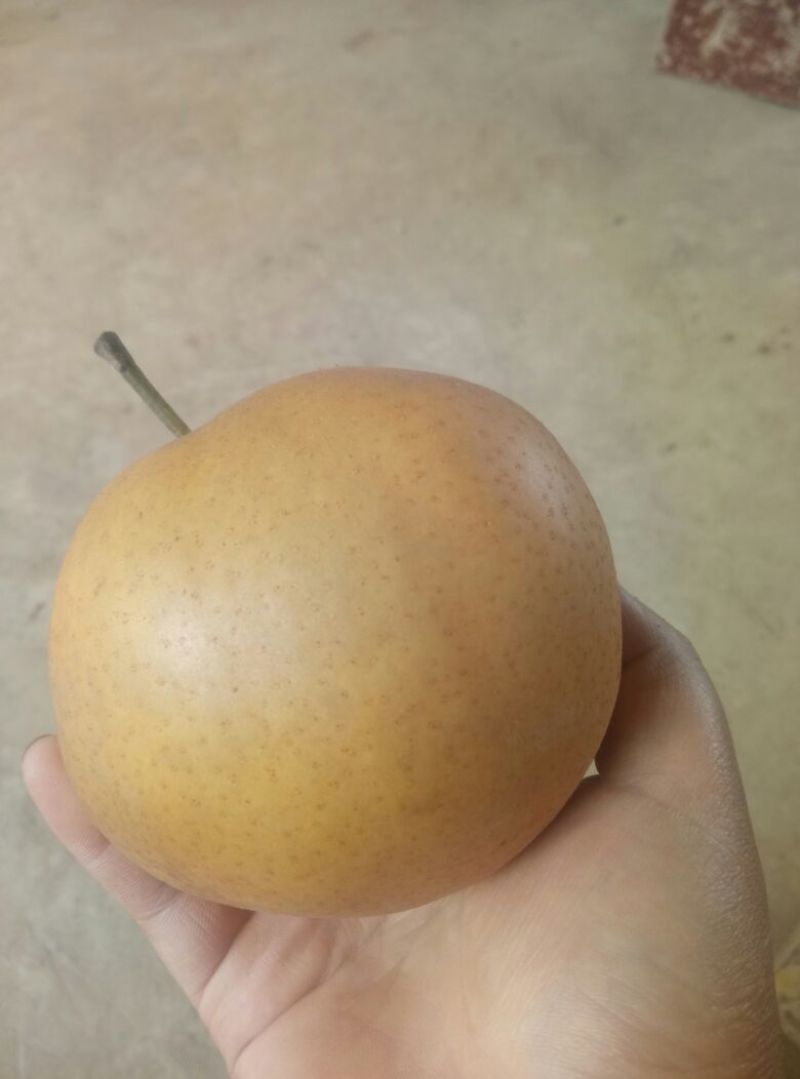 晚秋黄梨500~550g纸袋