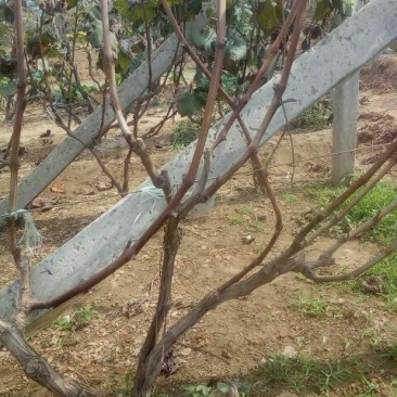 葡萄树80~110cm