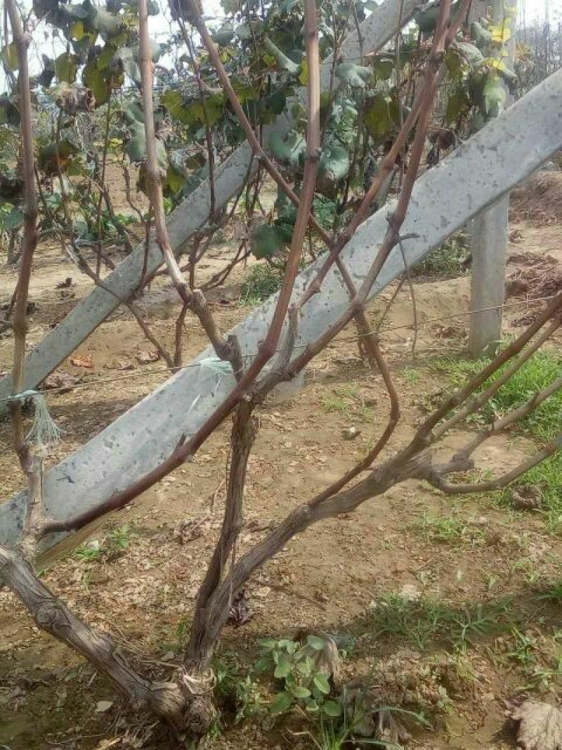 葡萄树80~110cm