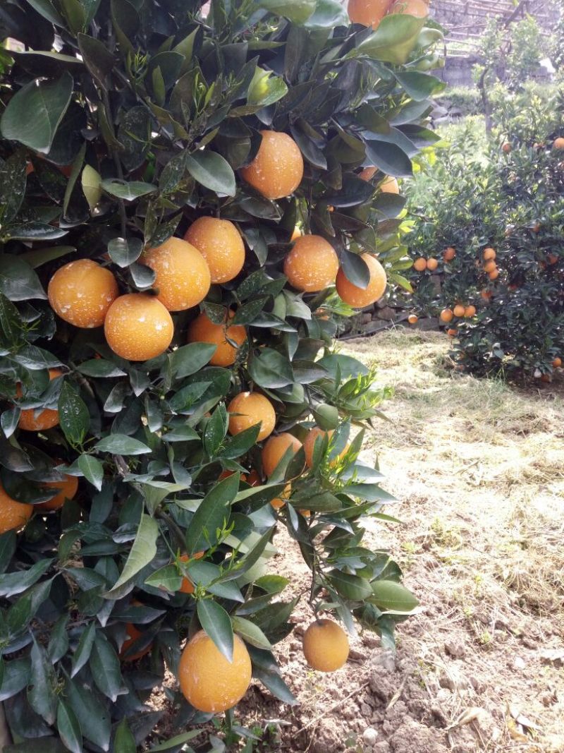 秭归脐橙秭归脐橙甜橙