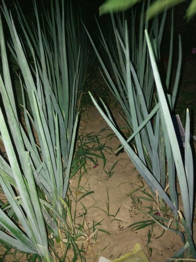 大葱净葱2cm左右