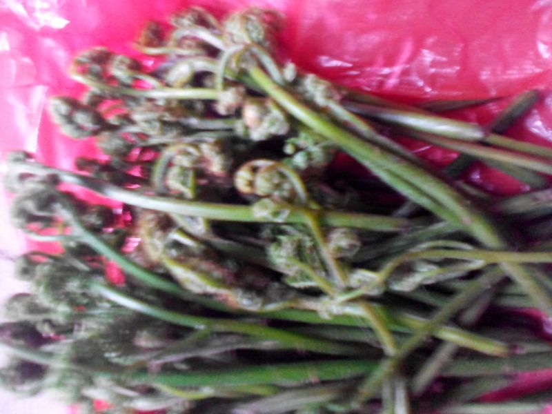 山野菜