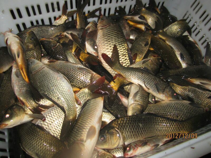 池鲤鱼食用1~2公斤