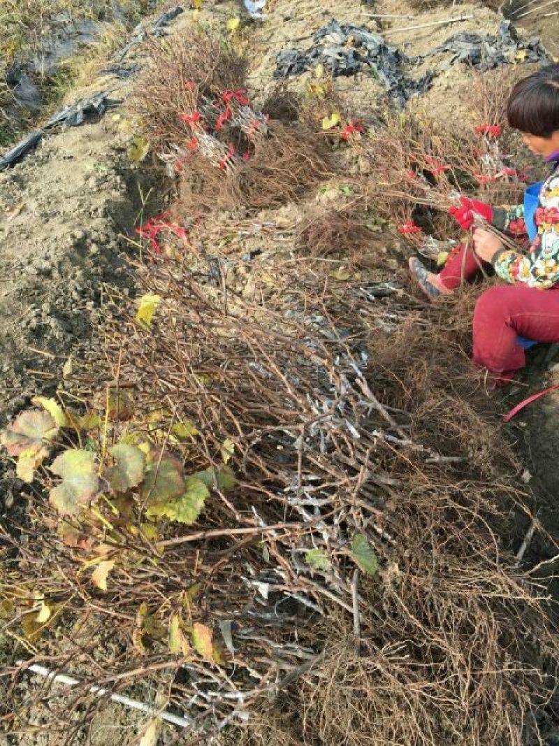 葡萄苗1年30~50cm