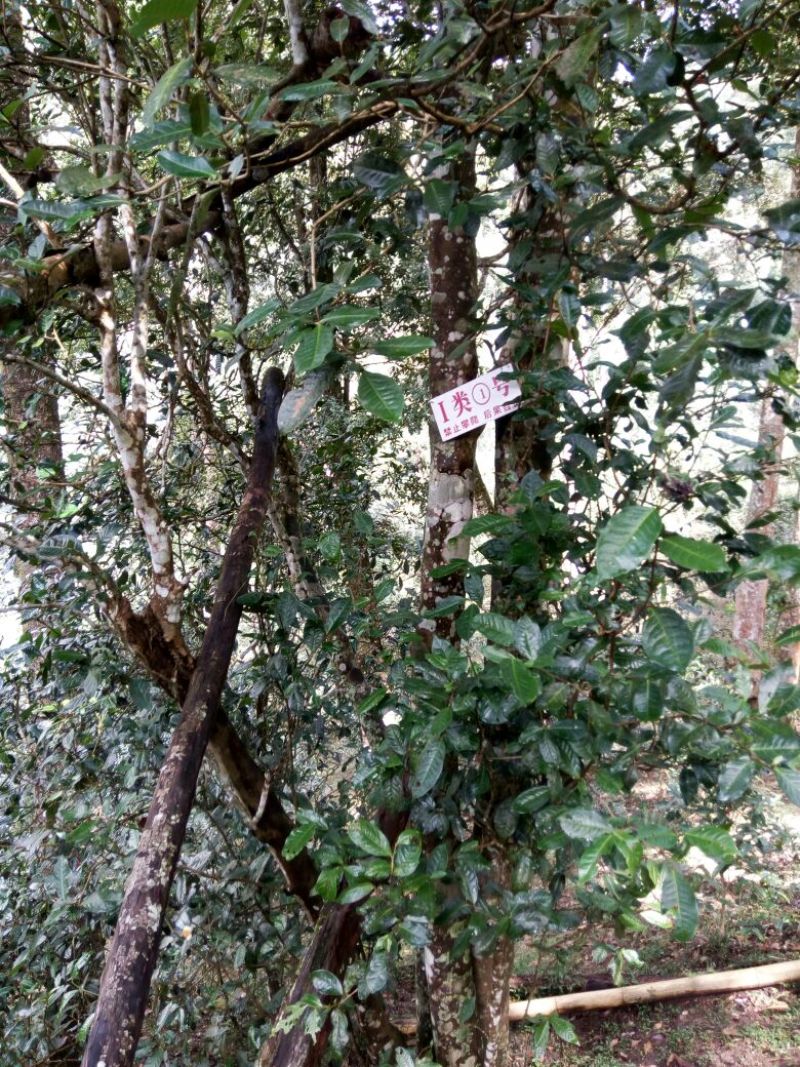 百年大树茶特级