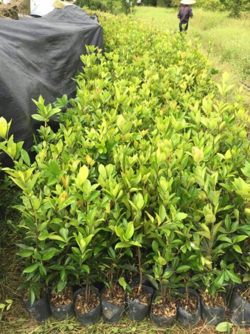 樱桃树苗4年50~80cm