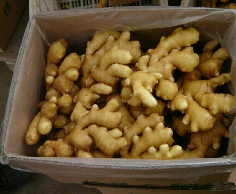 山东产地优质大黄姜，供市场，点商，食堂，支持全国发货。