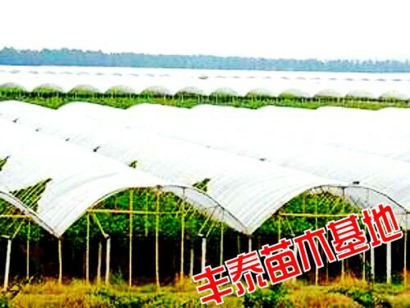 红宝石葡萄苗山东葡萄苗基地质壮苗纯种植批发
