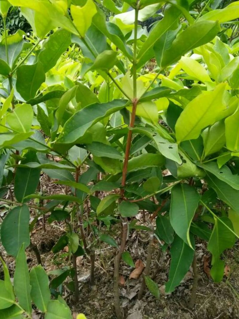 黑金刚莲雾苗