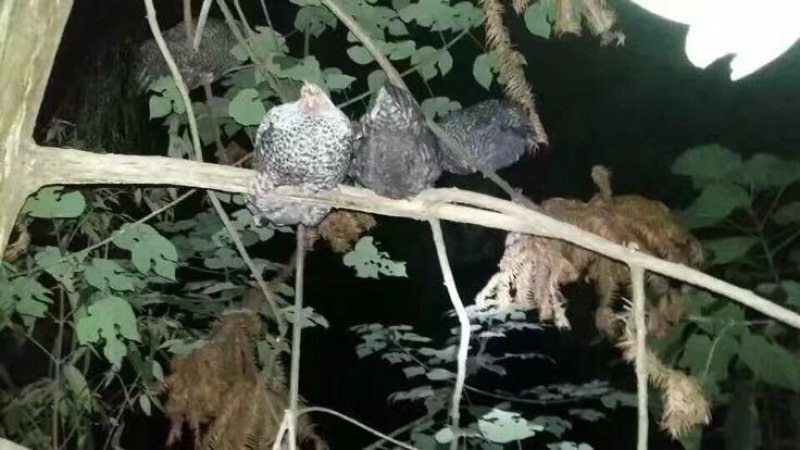 土鸡蛋