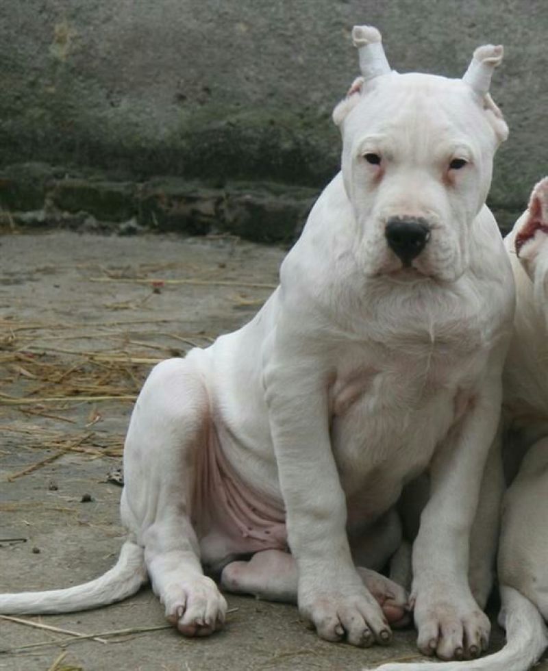 杜高犬公