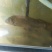 野鲤食用2~3公斤