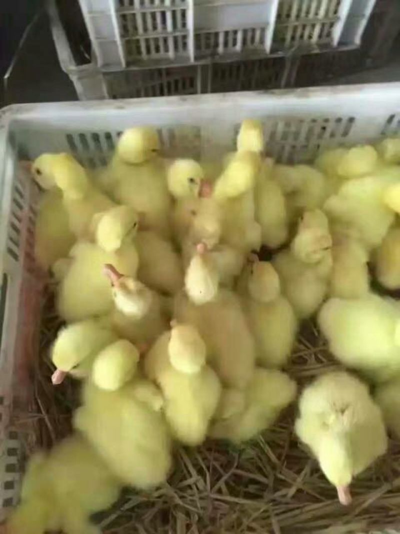 狮头鹅苗250g以下