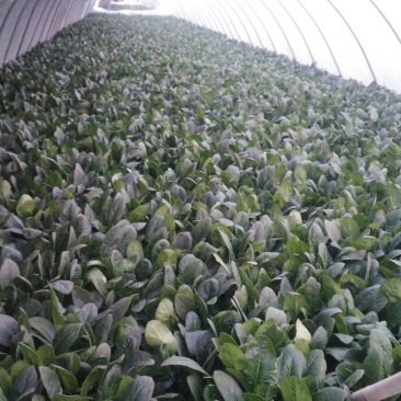 越冬菠菜25~30厘米