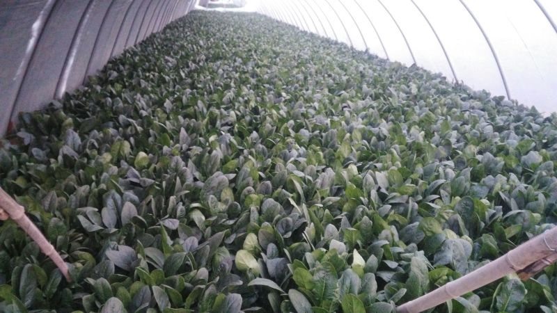 越冬菠菜25~30厘米