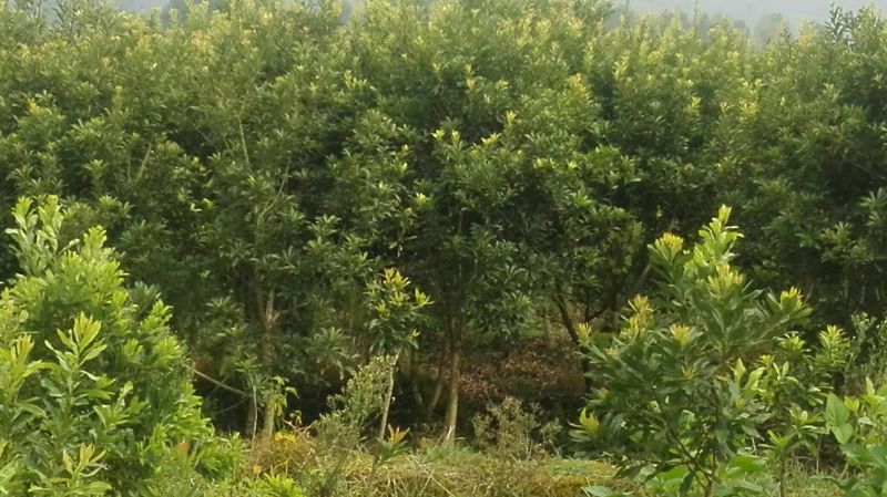 杨梅树30~50cm