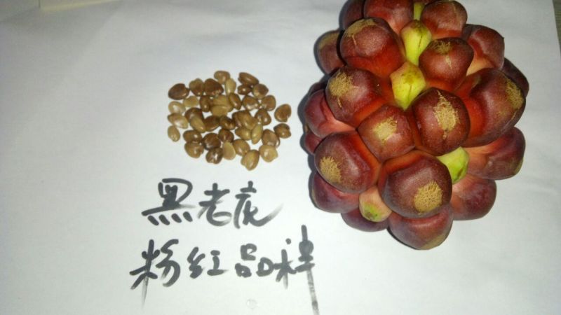 布福娜300~600g