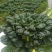 菠菜