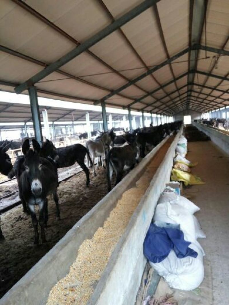 育肥牛犊100~200kg，支持视频看货，专业养殖