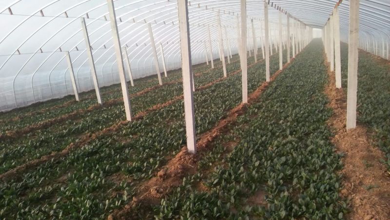 越冬菠菜15~20厘米
