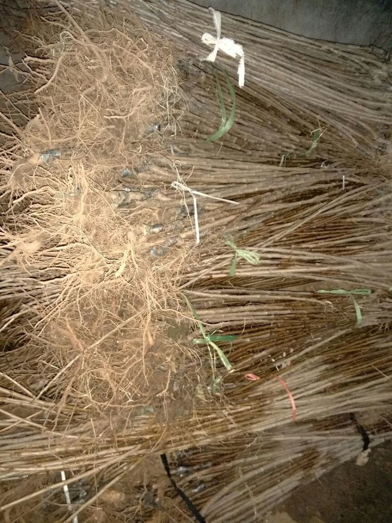 巨峰葡萄苗1年80~110cm