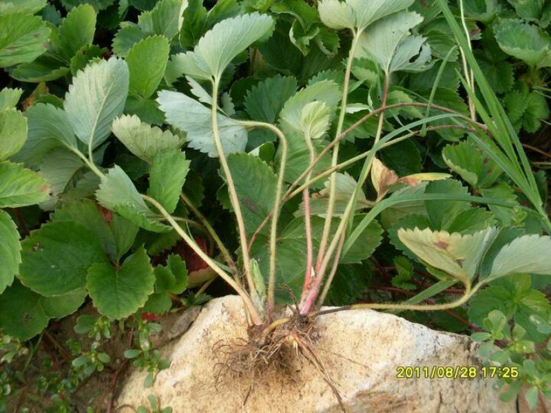 红颜草莓苗10cm以下脱毒草莓苗批发四季蒙纳瑞草莓