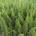 大叶女贞4cm以下