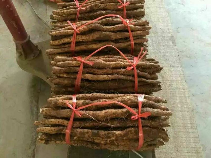 铁棍山药1~2厘米30~35厘米