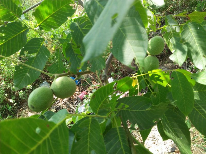 青皮核桃青皮