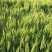 面粉袋装