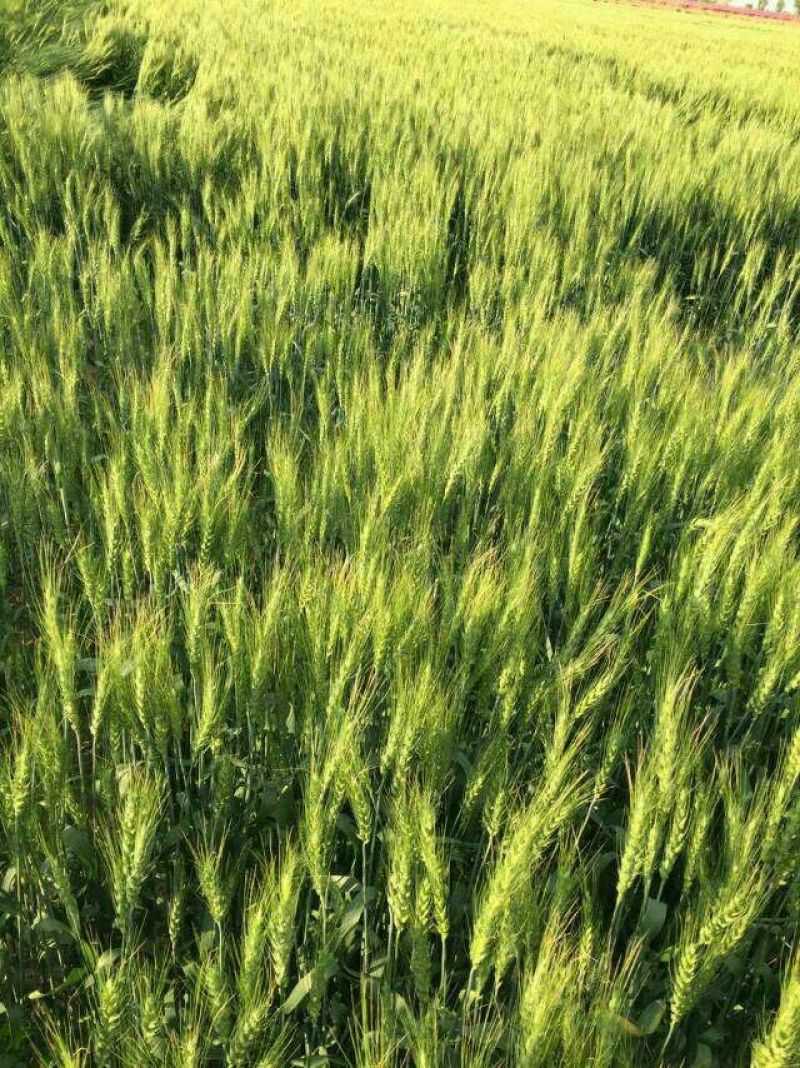 面粉袋装
