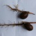 薄皮核桃30mm以上去皮