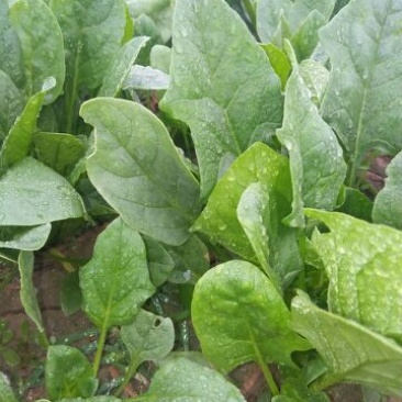 黑叶菠菜15~20厘米