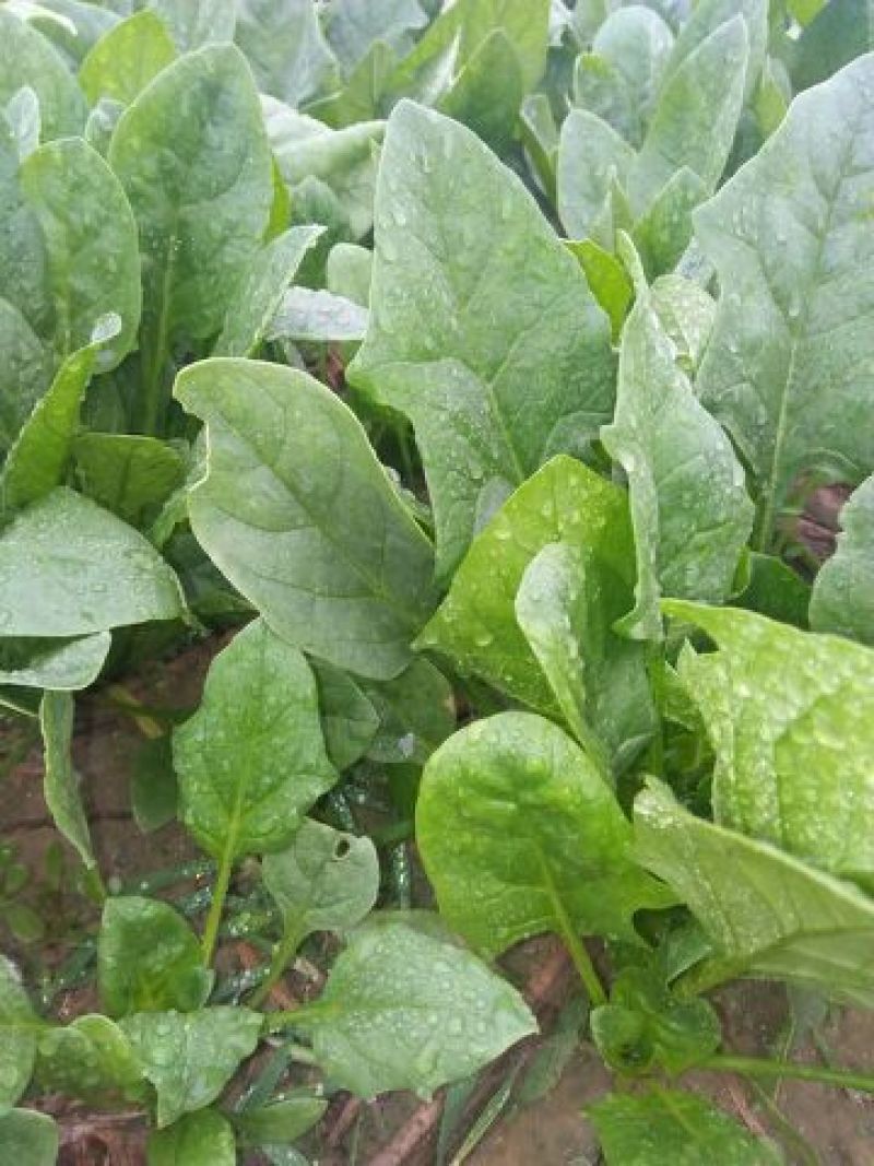 黑叶菠菜15~20厘米