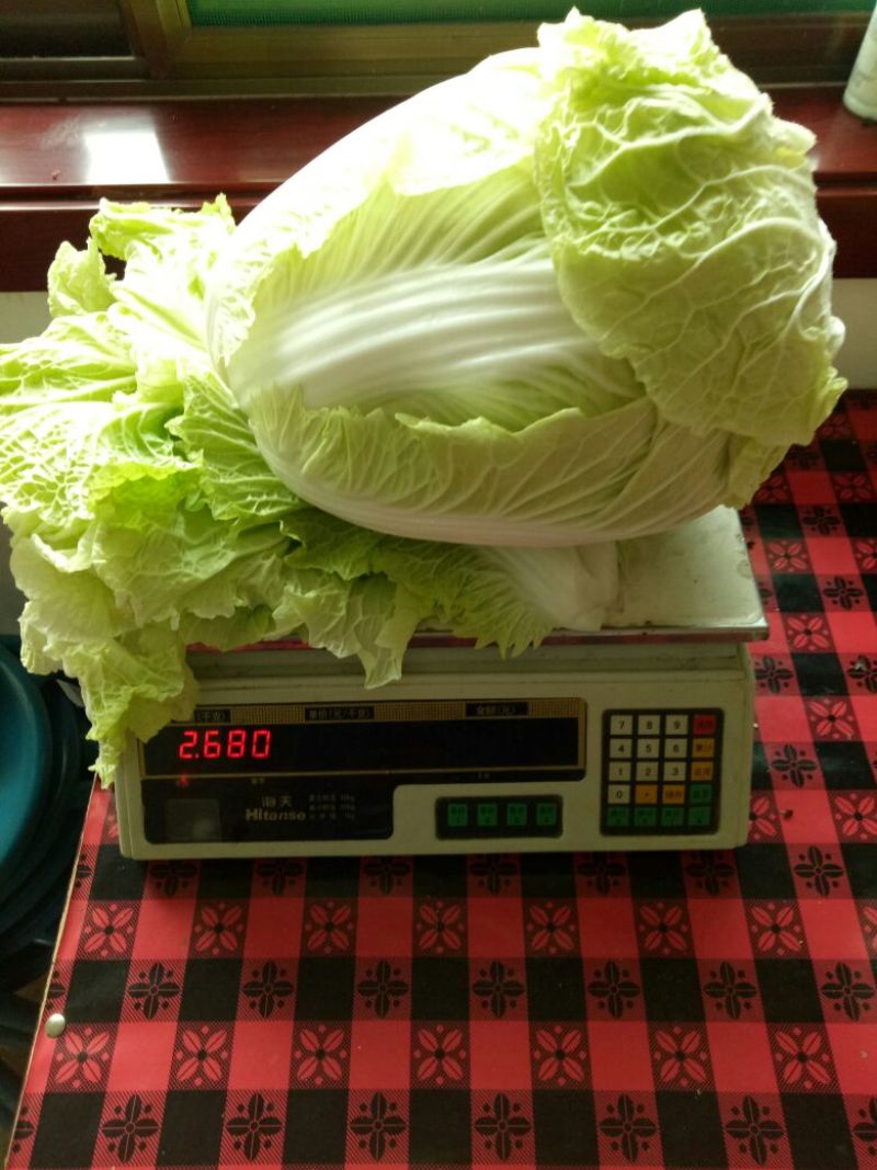 大白菜，大量现货供应，有大棚与地膜盖两种，
