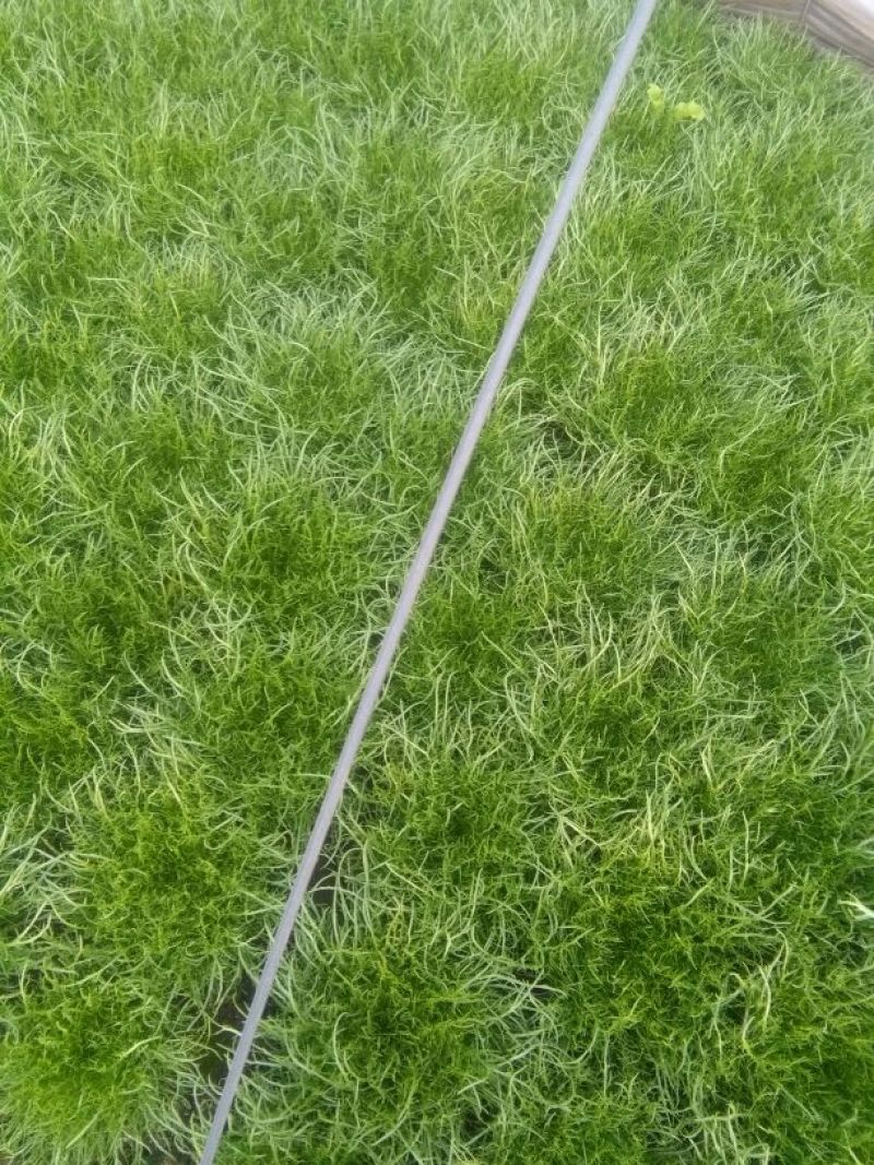 苦菊12~15cm